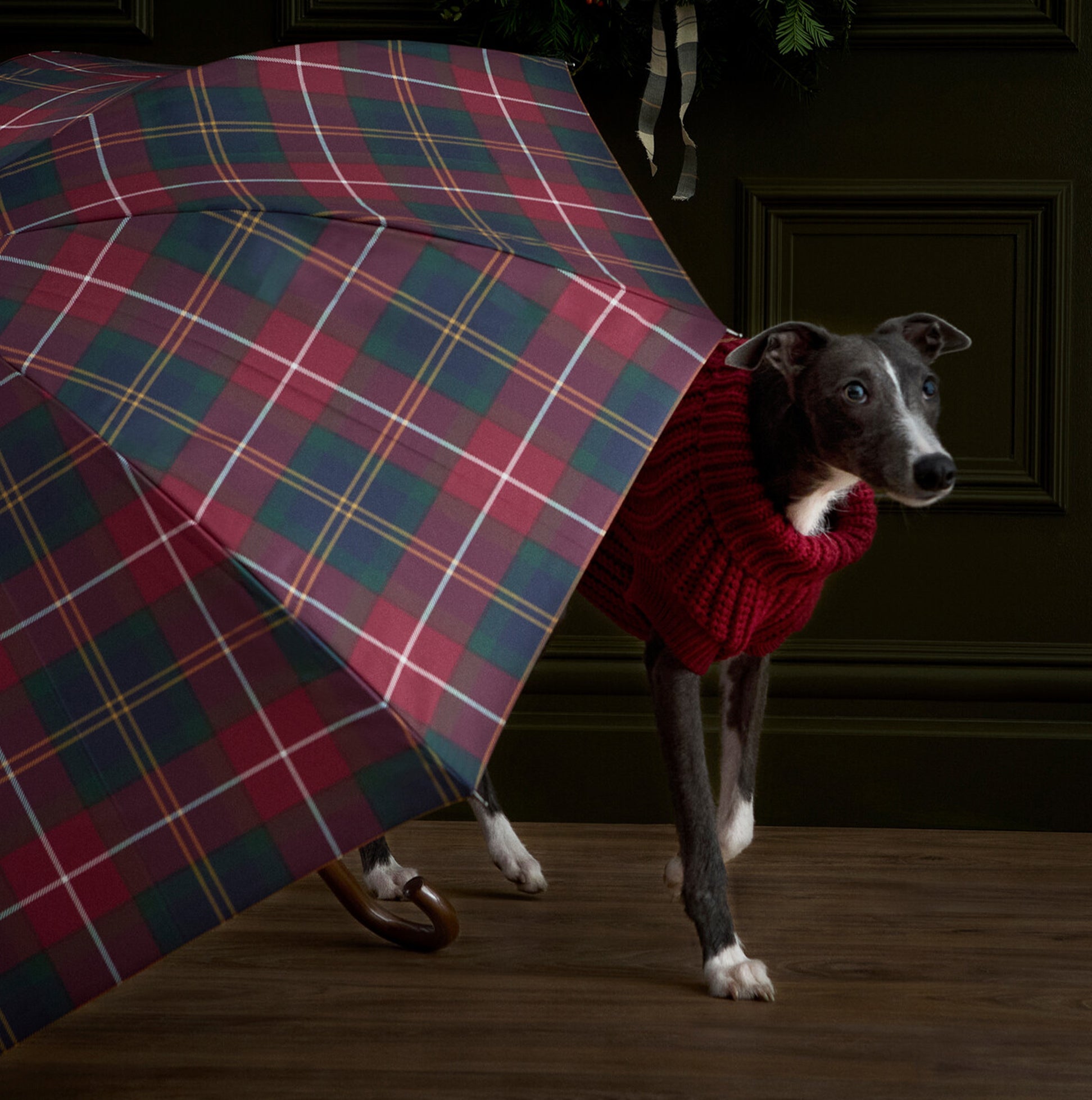 Barbour Tartan Walker Umbrella close-up view with a greyhound in a red sweater under it.